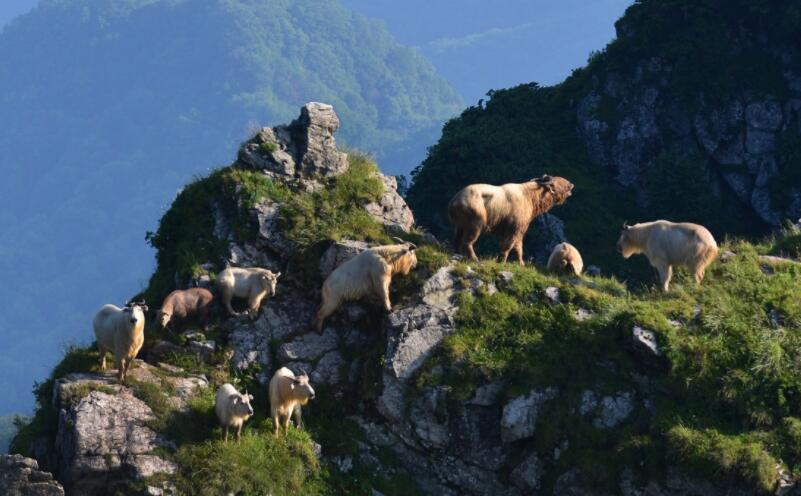 秦岭药子梁羚牛成群