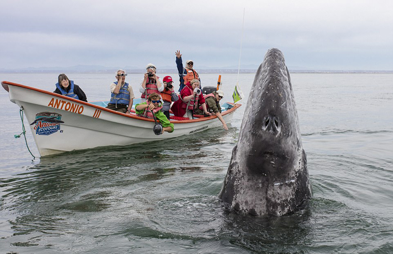 墨西哥咸水湖灰鲸出没 与游客零距离接触