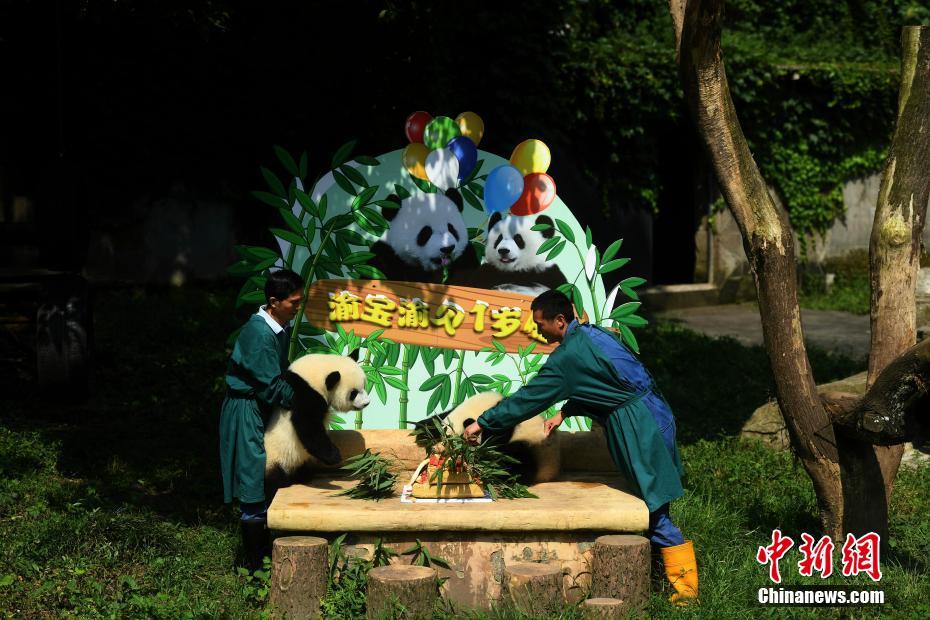 7月11日,重庆杨家坪动物园为双胞胎大熊猫举办一周岁生日会,并邀请了7月11日出生双胞胎小朋友们参与其中。活动现场,小朋友们亲手为动物园的双胞胎大熊猫制作了一个生日蛋糕,与大熊猫一起过生日。图为双胞胎熊猫正在吃蛋糕。 陈超 摄
