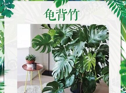 植物.jpg