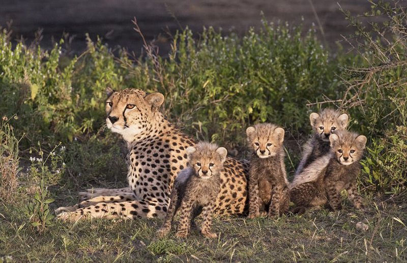 非洲猎豹巧妙伪装 悄然爬树接近猎物_图片频道__中国青年网