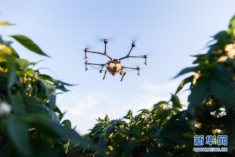 无人机植保技术助力农业增效