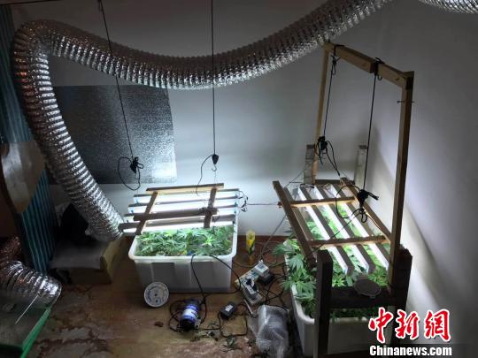 内蒙古警方破获首起无土栽培种植大麻案