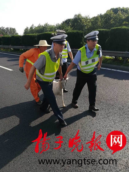 羊群闯高速吃草 民警巧擒头羊将其驱离