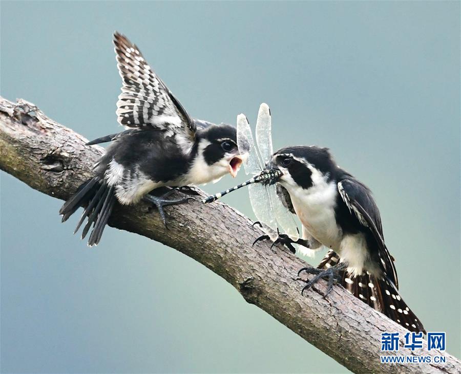 （图文互动）（2）神奇的农家楼顶