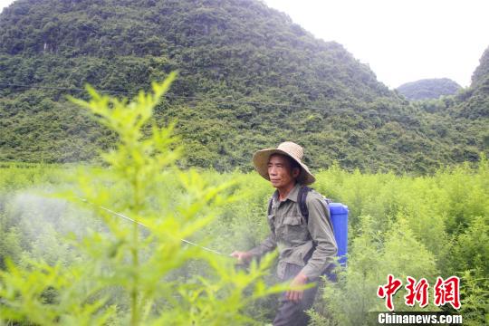 “中国神药”青蒿素远销海外助广西农户增收