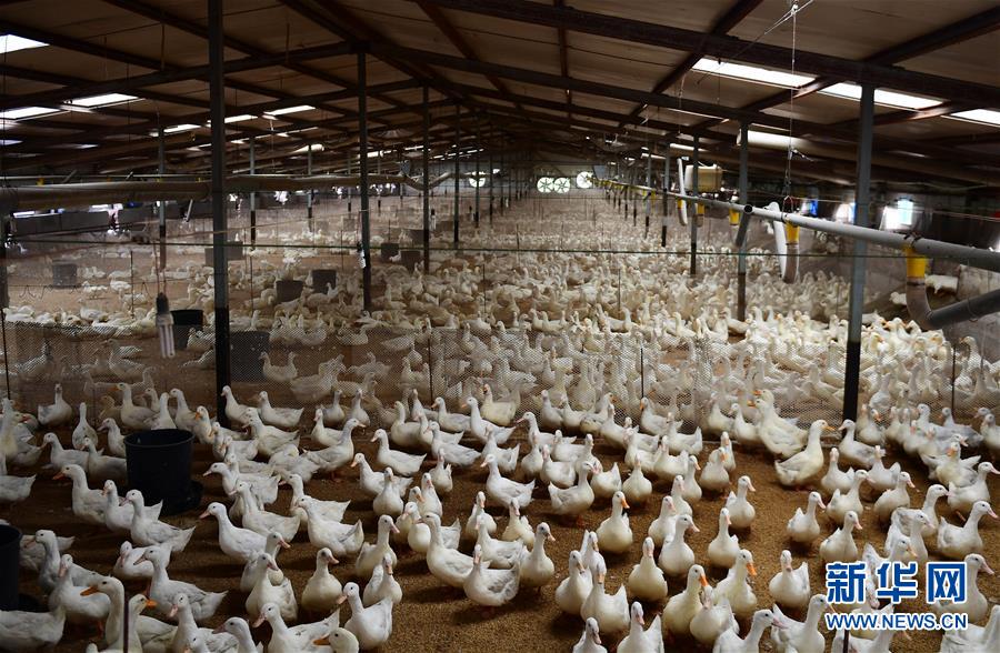 (砥砺奋进的五年)(1)“吉农牧贷”引领吉林养殖户脱贫致富