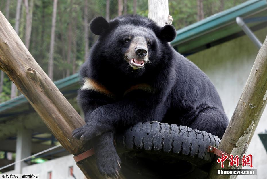 越南将结束熊胆培育业 上千只熊从非法农场获
