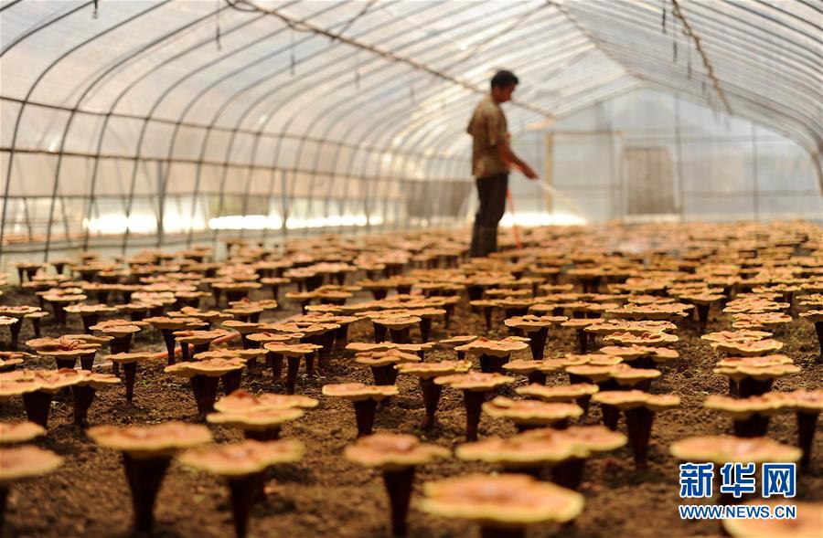 贵州丹寨:特色产业助力精准脱贫