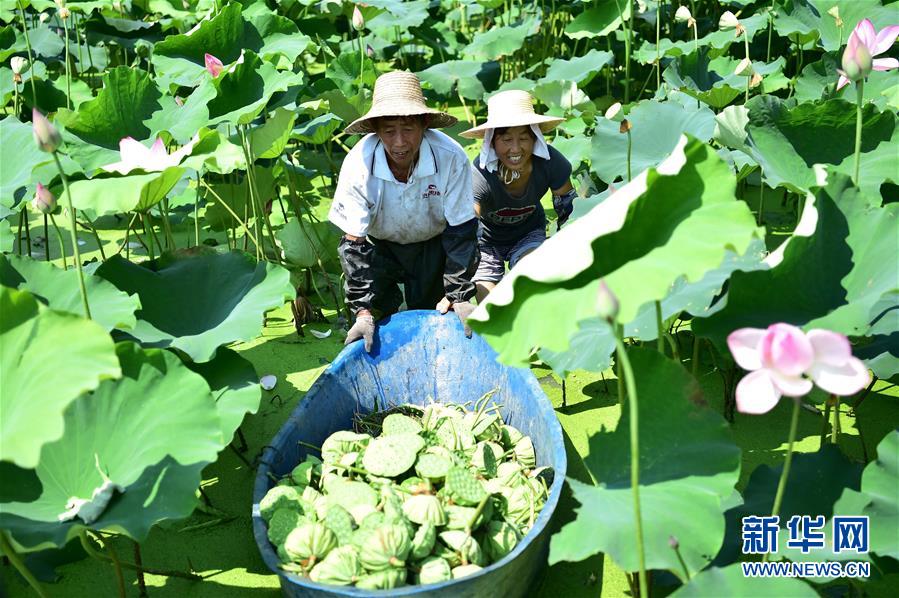 （社会）（1）安徽肥西：生态农业助农增收