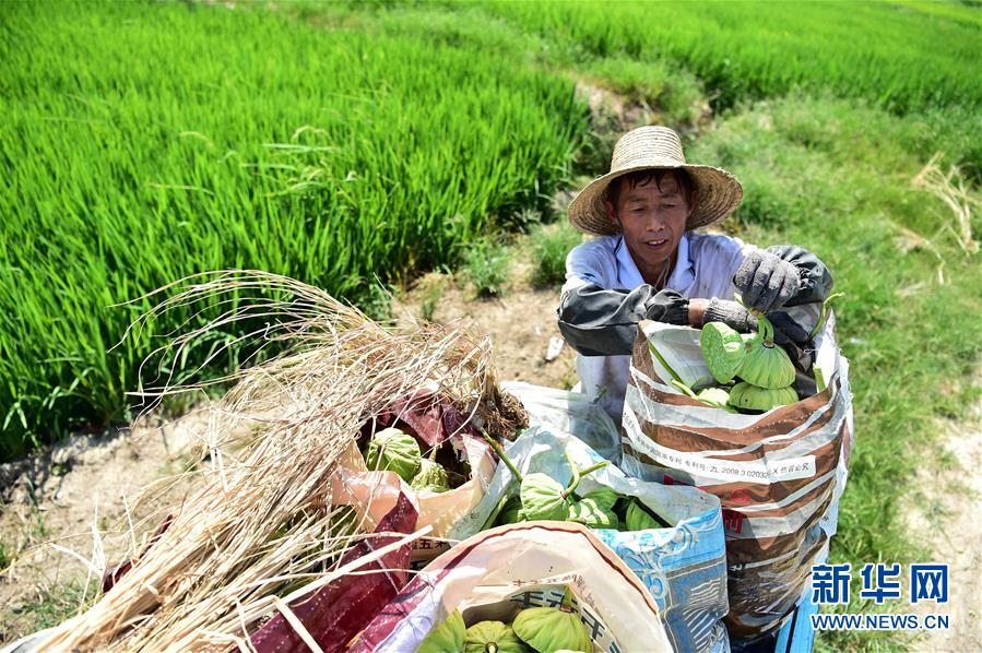 （社会）（2）安徽肥西：生态农业助农增收