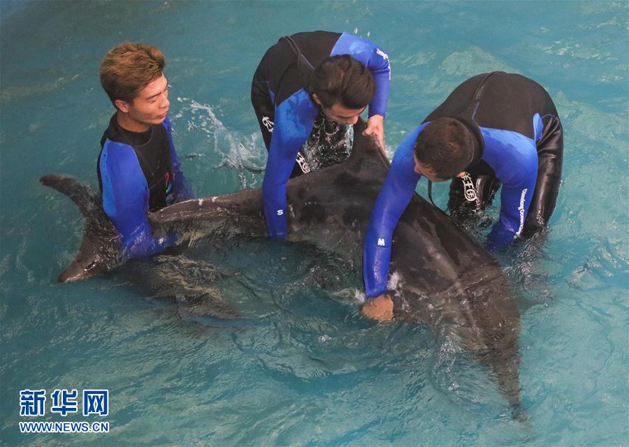 （社会）（1）搁浅“病危”海豚经救治康复被放归大海