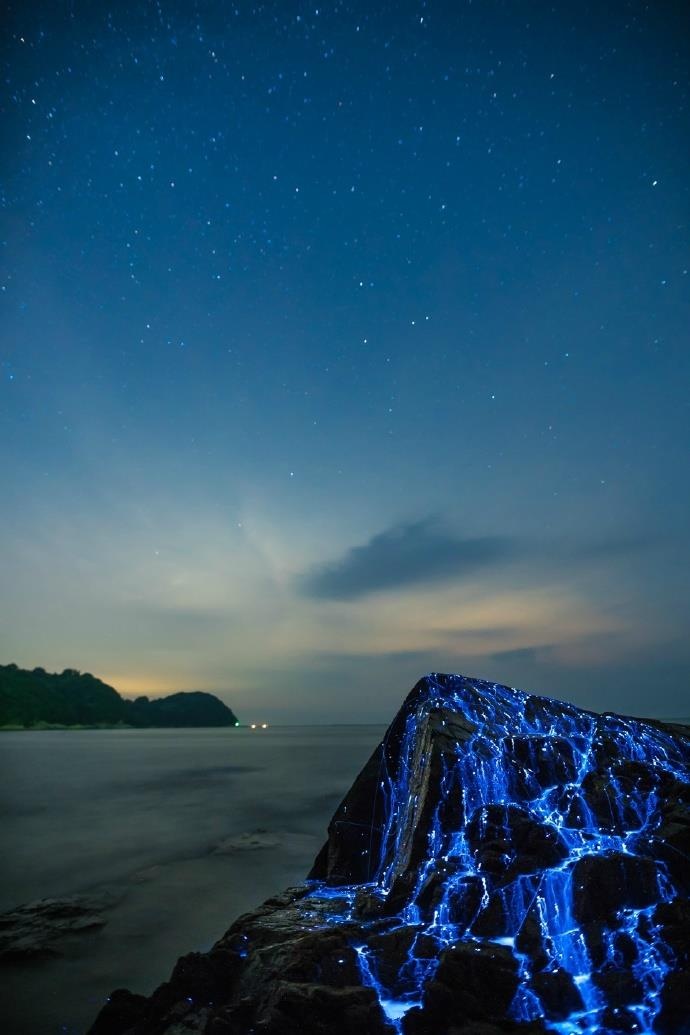 日本海湾蓝眼泪之称的海萤聚集