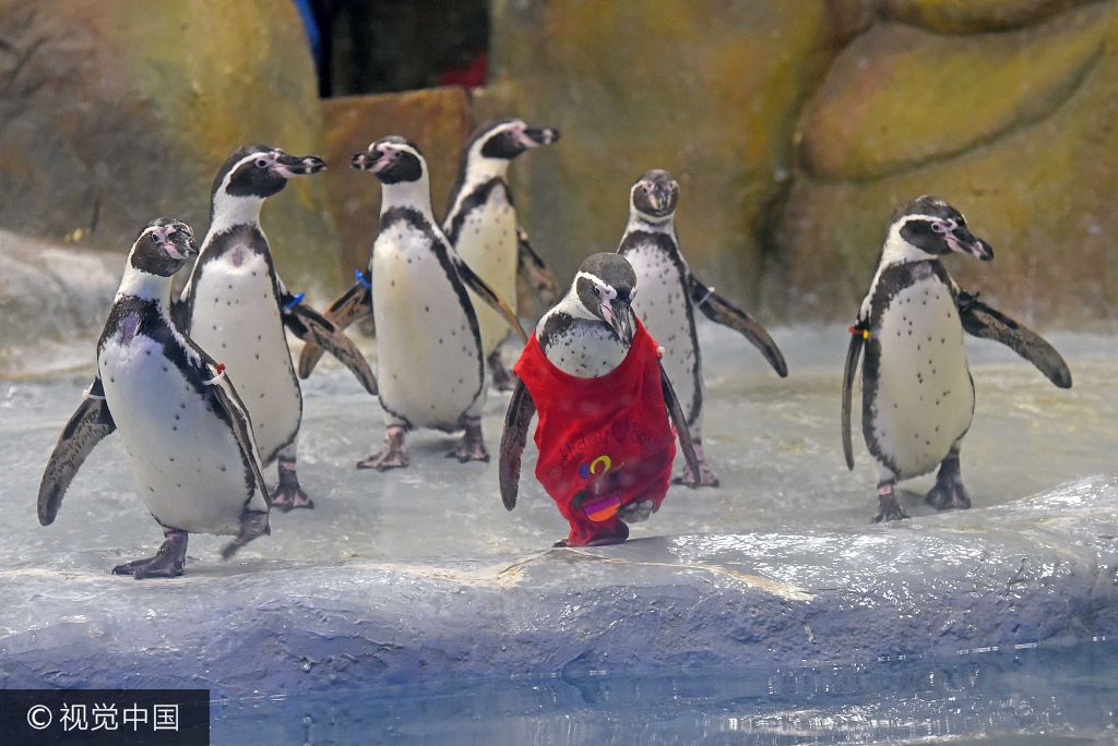 印度小企鹅穿大红t恤过生日 呆萌可爱