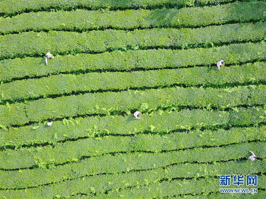 （经济）（1）贵阳开阳：万亩“南贡河”富硒茶助农增收