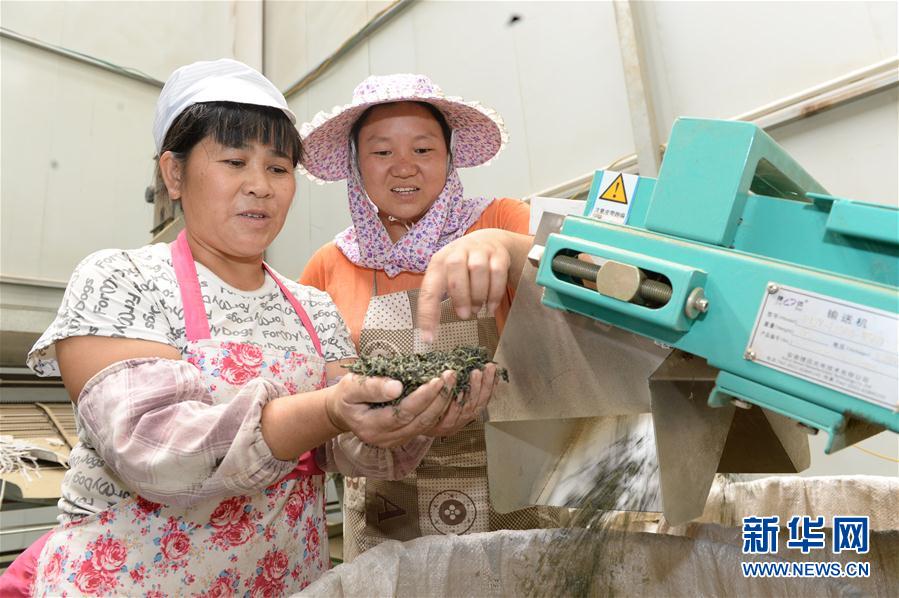 （经济）（3）贵阳开阳：万亩“南贡河”富硒茶助农增收