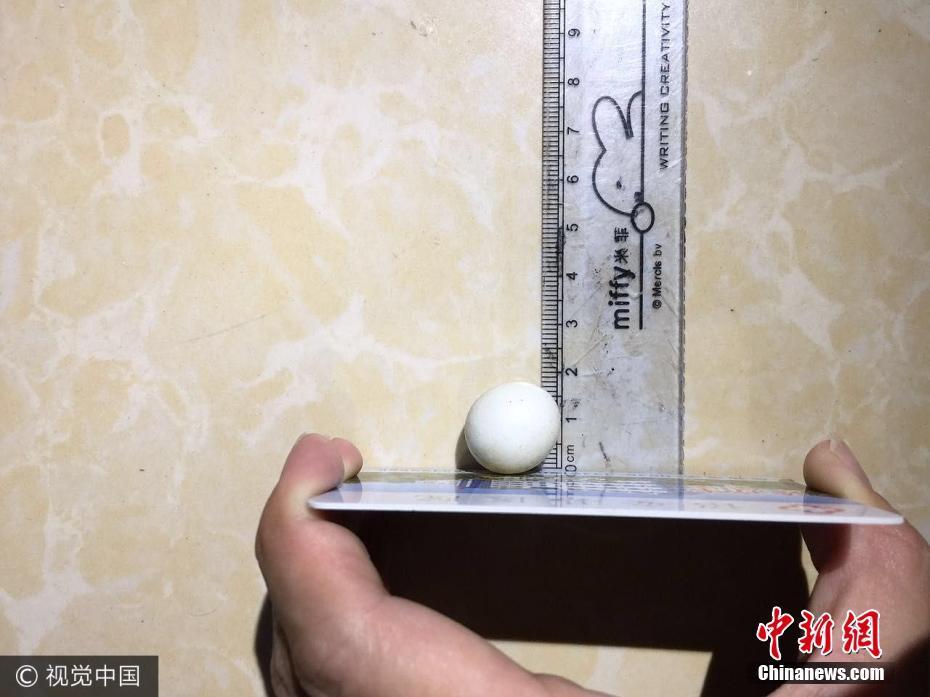 农户发现迷你鸡蛋 直径不到2厘米