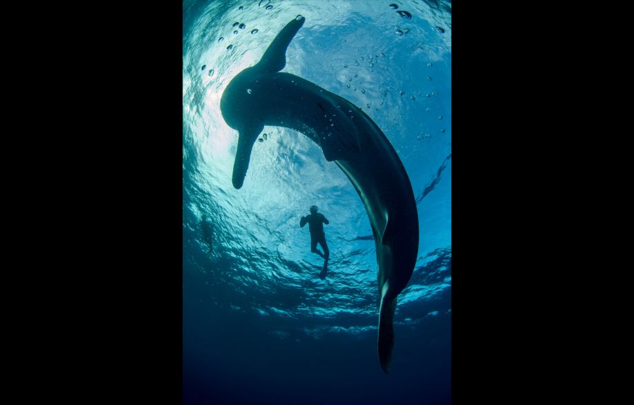 鲸鲨成渔民幸运符 在灯光下闪闪发光