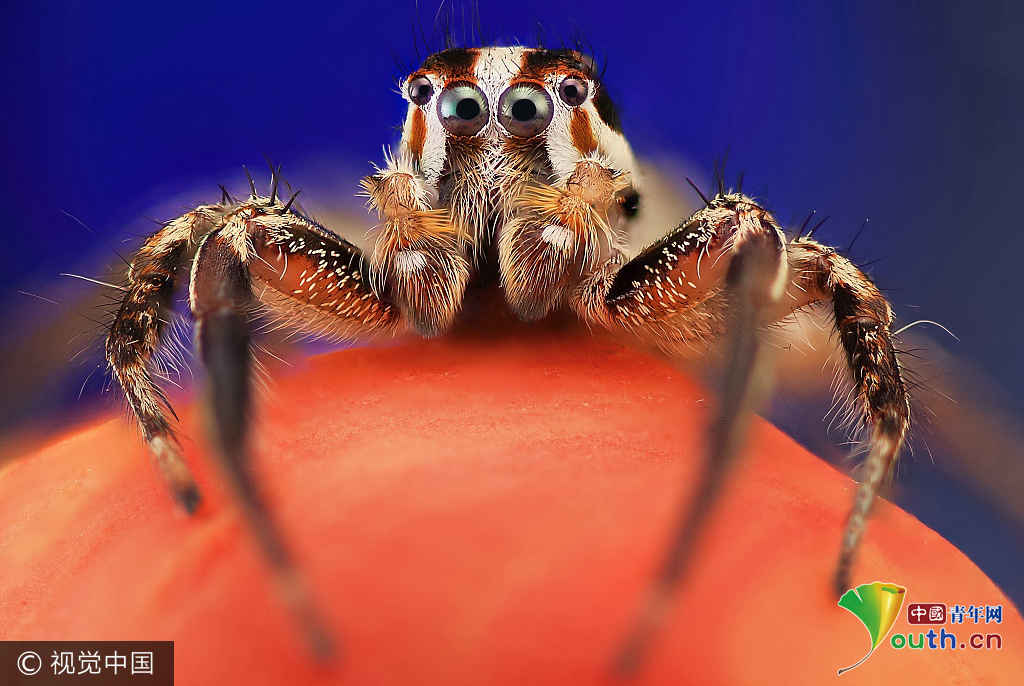 西班牙摄影师微距拍跳蛛 四只眼睛似外星生物