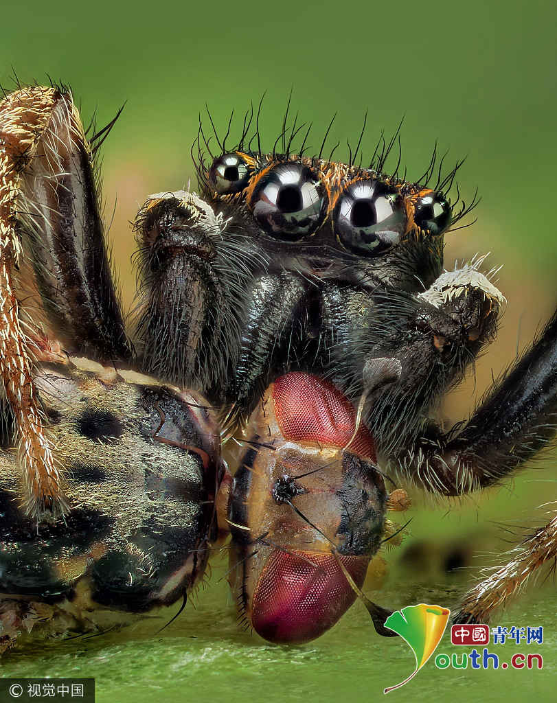 西班牙摄影师微距拍跳蛛 四只眼睛似外星生物
