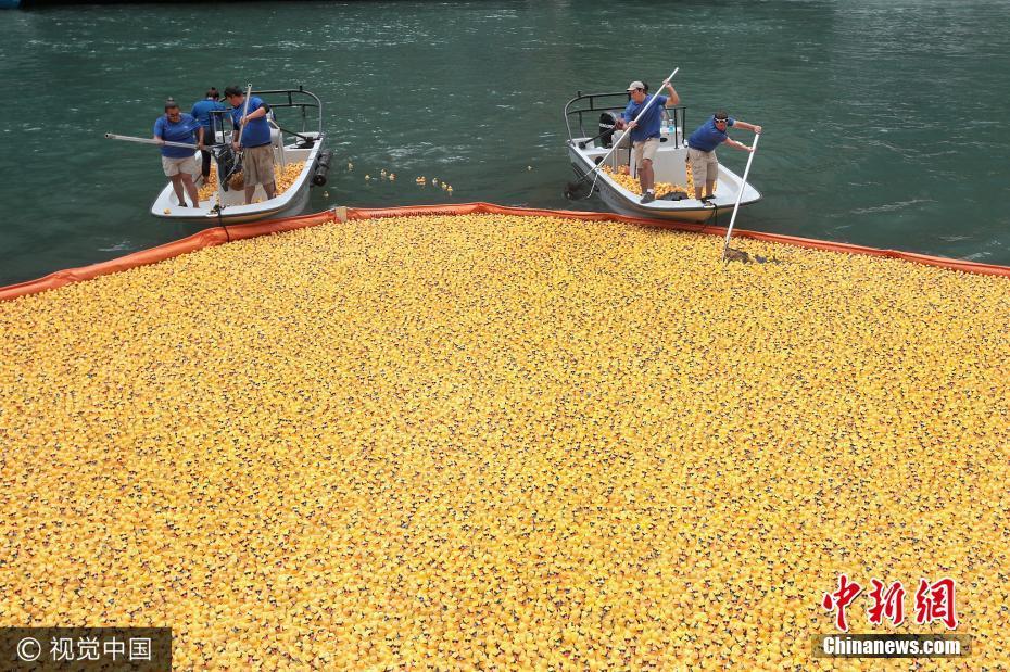 芝加哥小黄鸭慈善竞赛 6万只黄鸭跳入河中