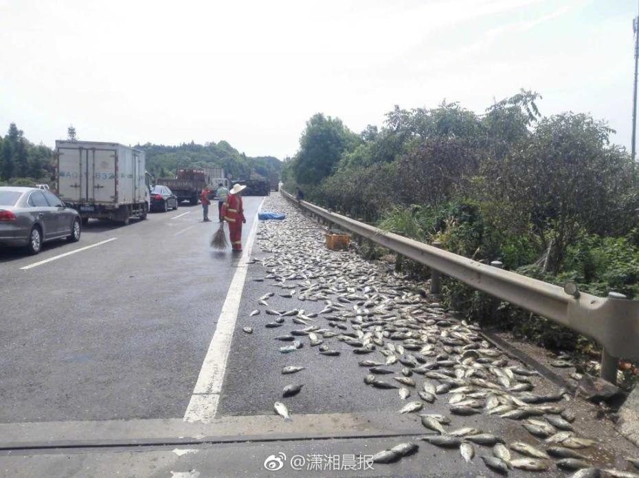运鱼车高速路侧翻 两吨活鱼都被晒死