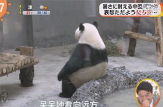 中国熊猫贝贝热.jpg