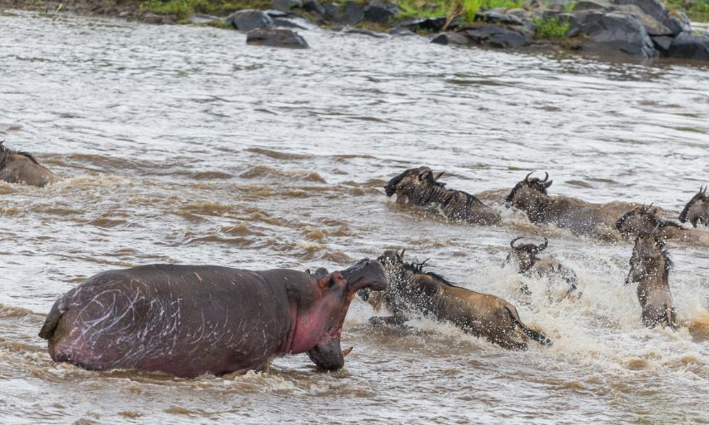 渡河却遭河马突袭.jpg