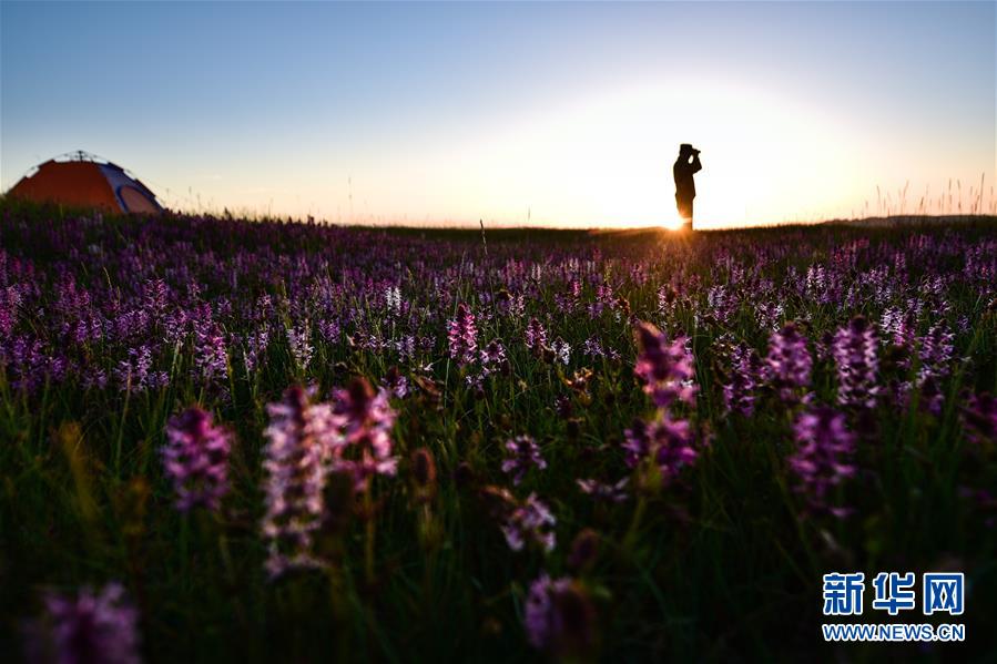 (新华全媒头条·图文互动)(1)与“高原精灵”的亲密邂逅——三位野生动物保护人员的故事