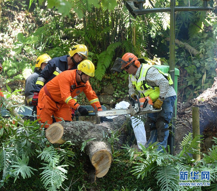 （国际）（1）葡萄牙一大树倾倒致13人死亡