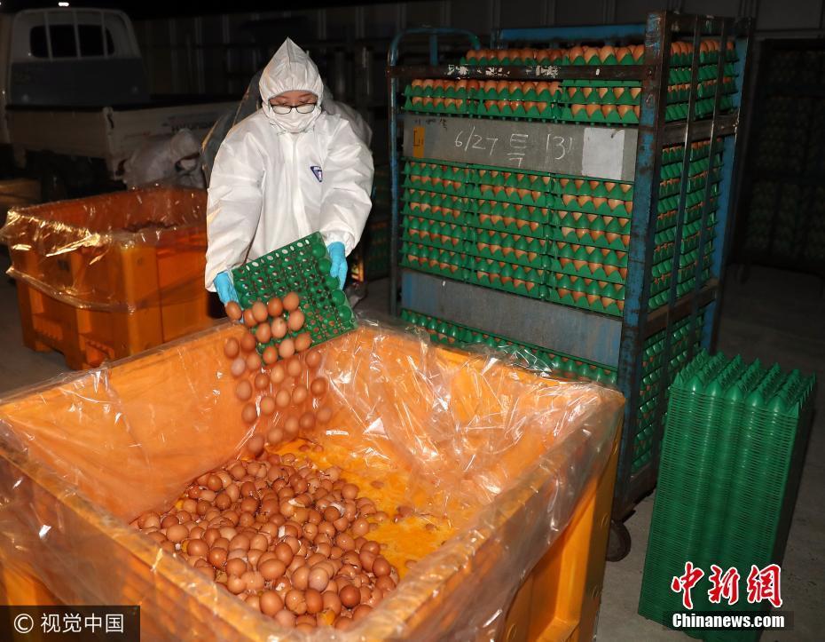 韩国 毒鸡蛋 事件持续发酵 受污染鸡蛋被销毁