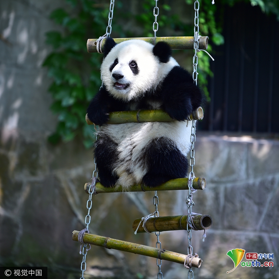 重庆,明星大熊猫"渝宝""渝贝"在自己一周岁的生日会上开心的玩耍