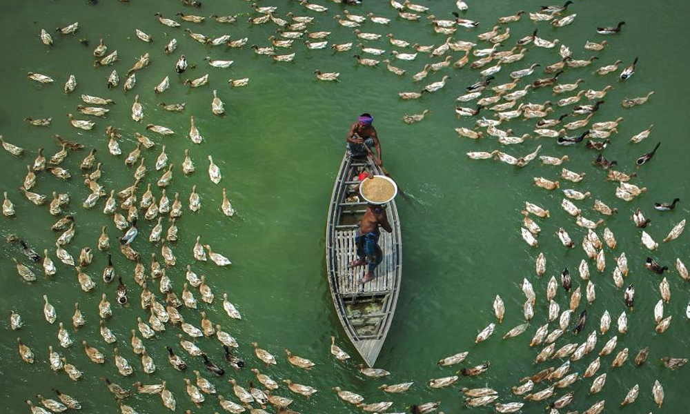 船等喂食-景观独特.jpg