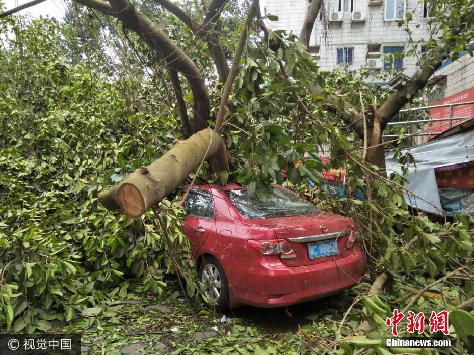 台风过境 广东珠海大树倒塌砸坏轿车