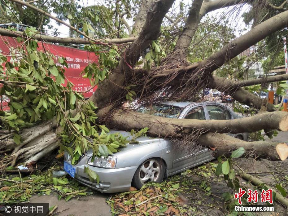 台风过境 广东珠海大树倒塌砸坏轿车