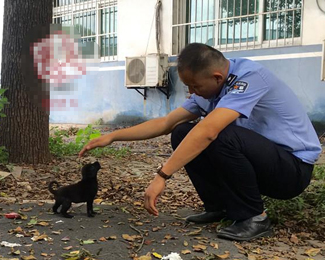 网友震惊：好恶的犬！.jpg