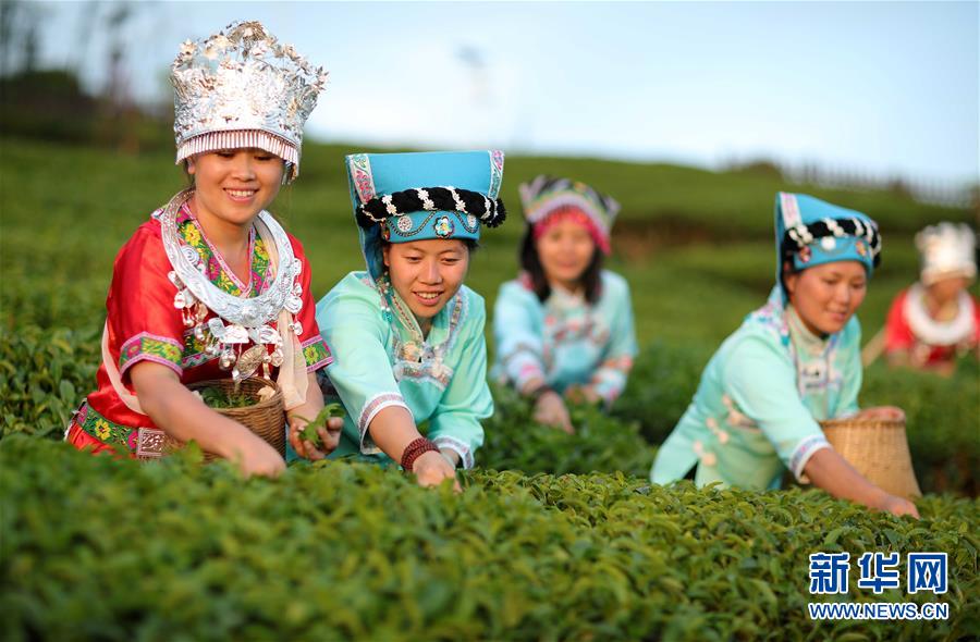 （经济）（2）贵州黔南：做大做强“都匀茶”品牌 惠及40多万山区茶农