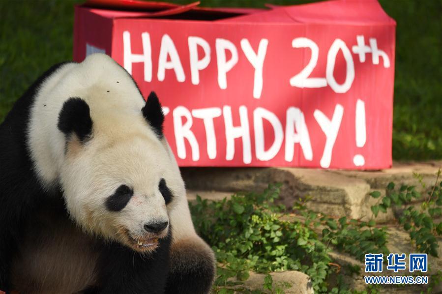 8月27日,在华盛顿的美国国家动物园,大熊猫"添添"迎来20岁生日.
