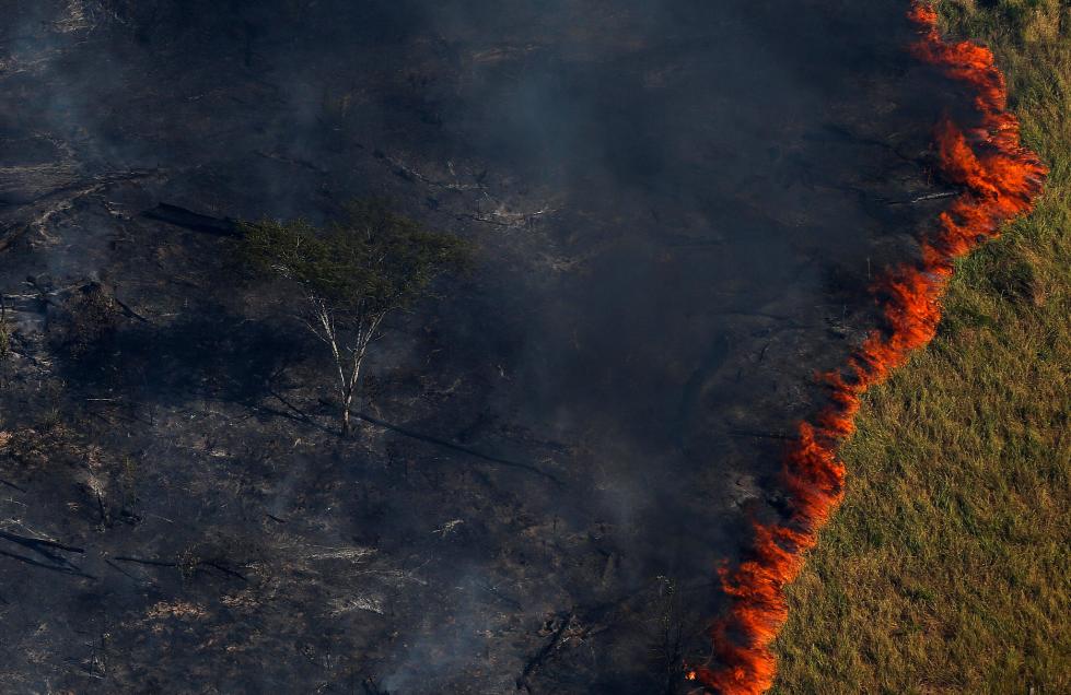 亚马逊森林现砍伐危机 近期火灾频发