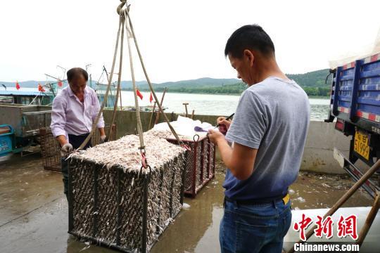 太湖开捕无锡渔民享收获“湖鲜”喜悦