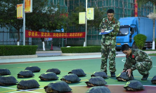 西防城港边防查获18只亚洲巨龟.jpg