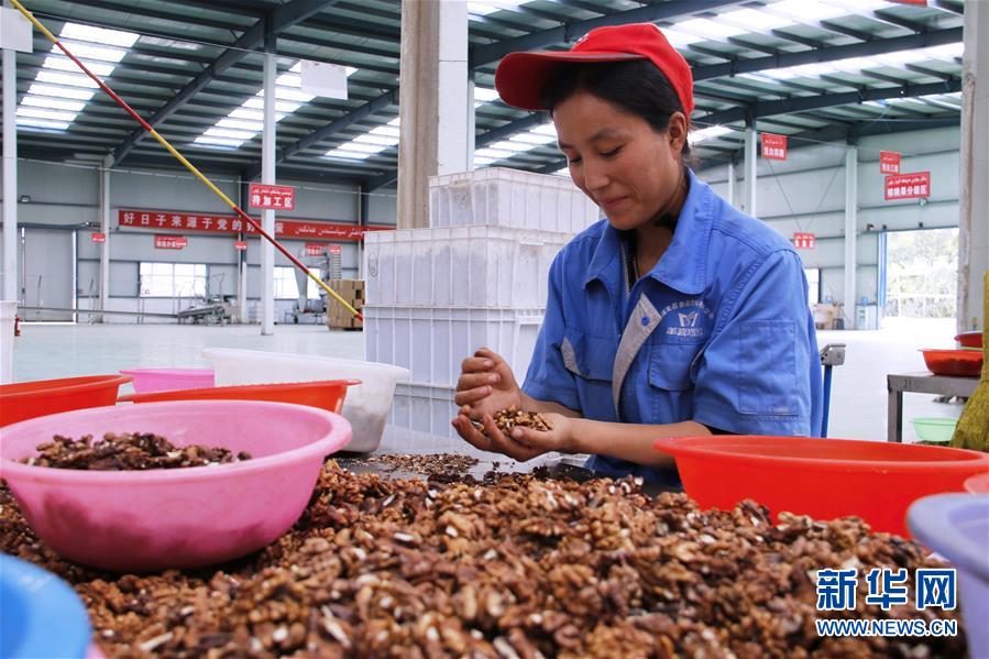 （图文互动）新疆：“致富金蛋蛋”带动农民“抱团”脱贫