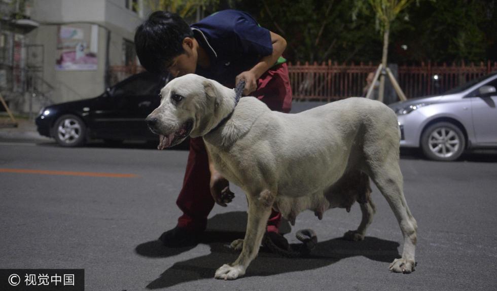 一只"高产"狗妈妈正在做产后输液,就在几天前,它陆续产下了31只小狗崽