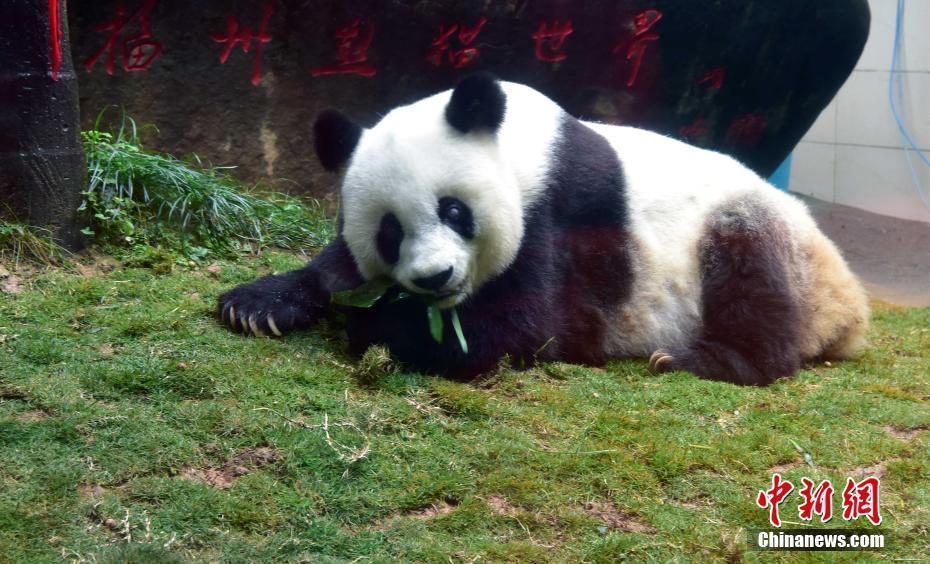 传奇大熊猫巴斯的一生