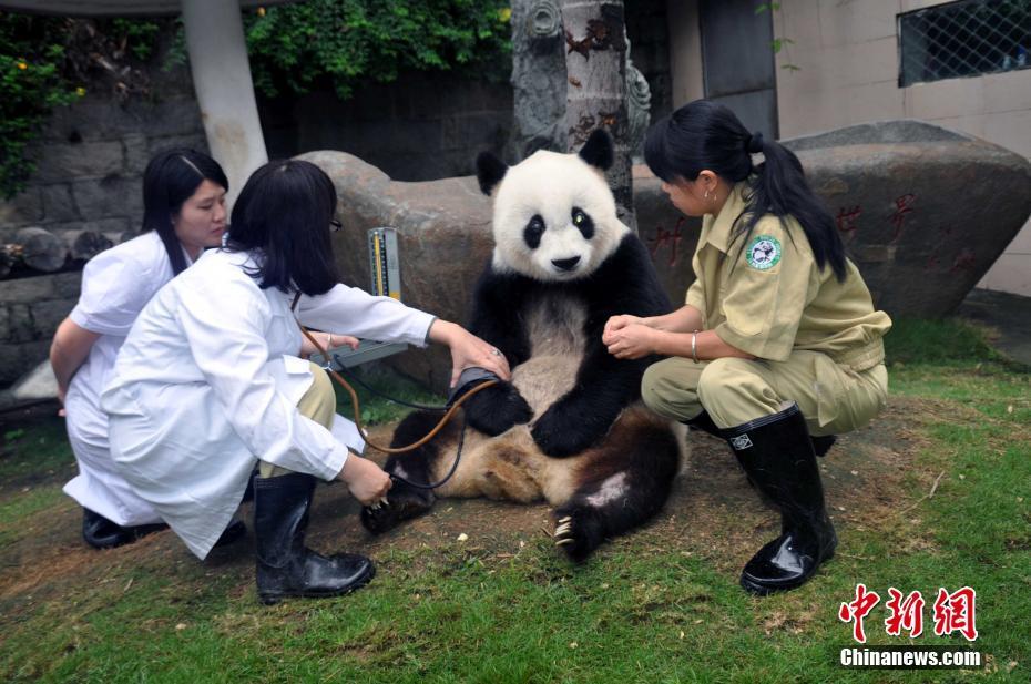 传奇大熊猫巴斯的一生