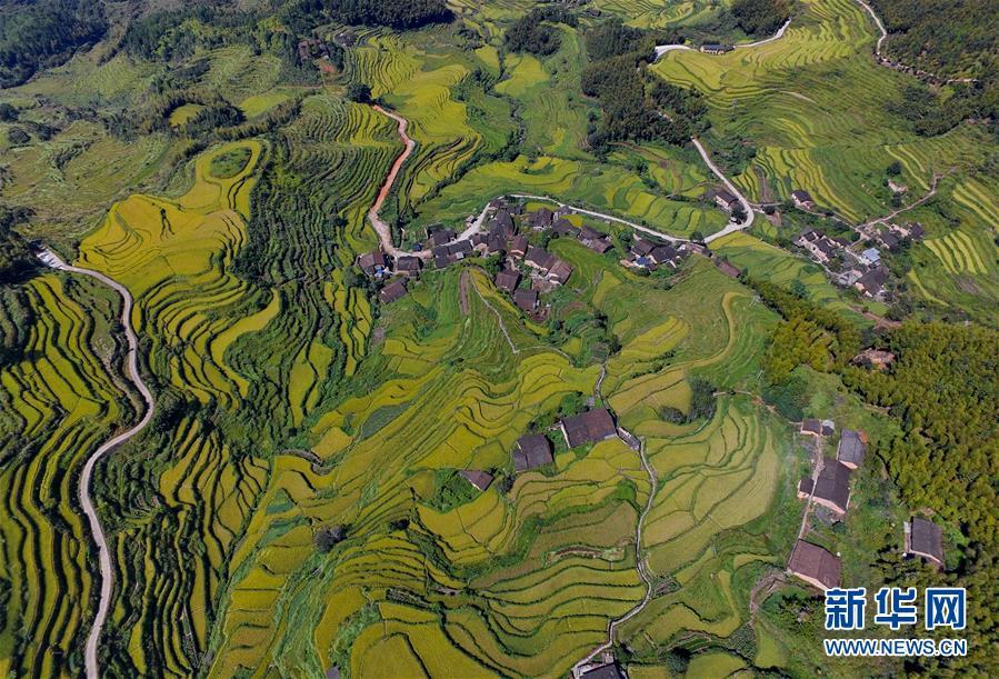 闽北大地起稻浪