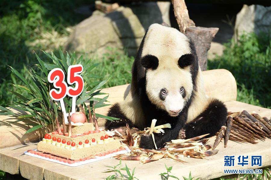（社会）（4）重庆动物园为大熊猫“新星”办35岁生日会