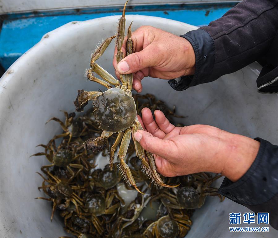 （社会）（5）太湖“水上牧场”开启丰收季