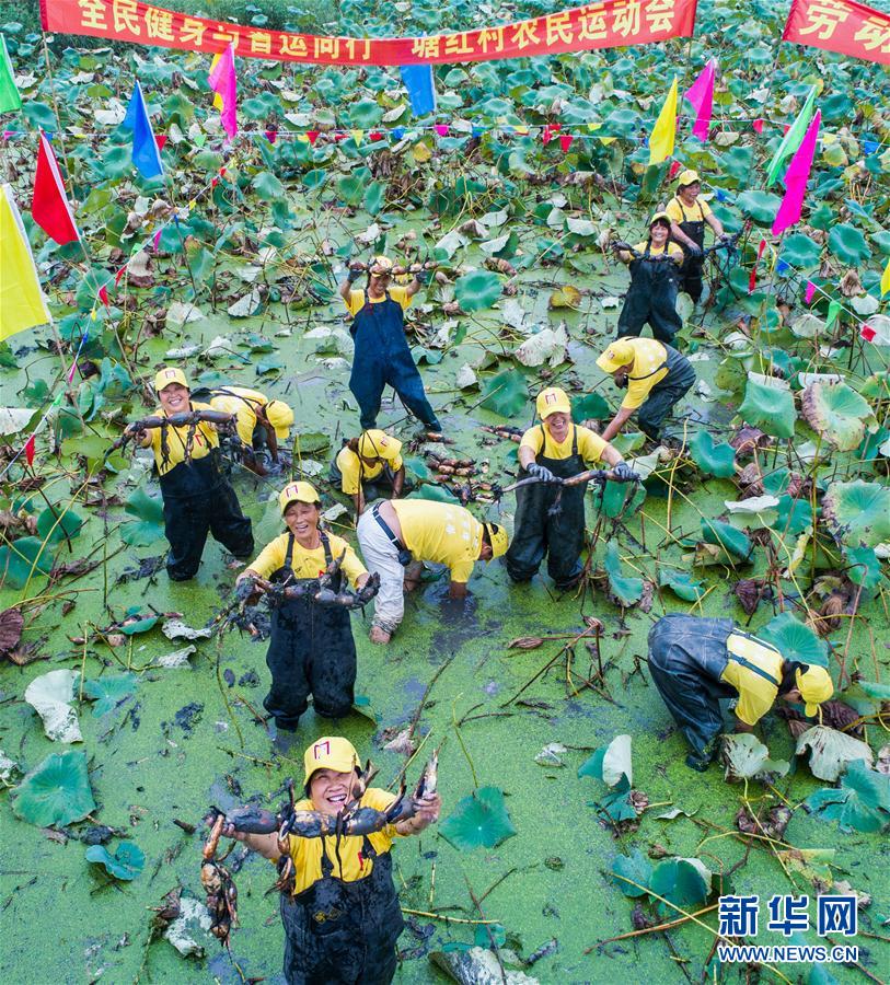 浙江湖州:庆丰收·迎国庆村民比赛挖莲藕
