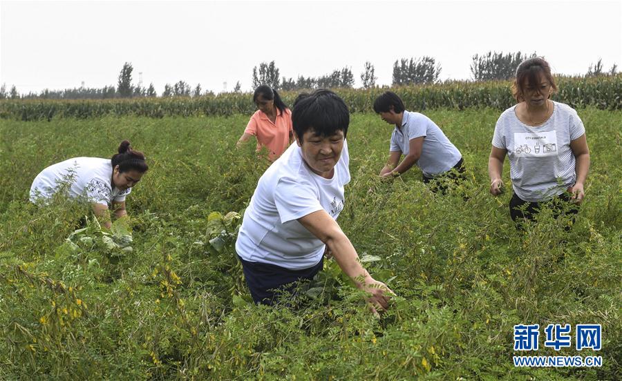（经济）河北香河：女能人刘玉兰带动木兰种植助农民增收